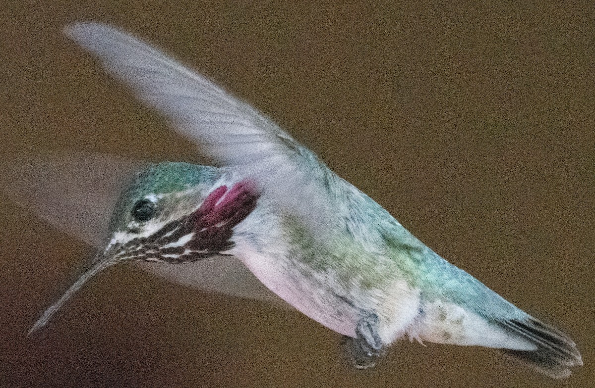 Calliope Hummingbird - ML638807783
