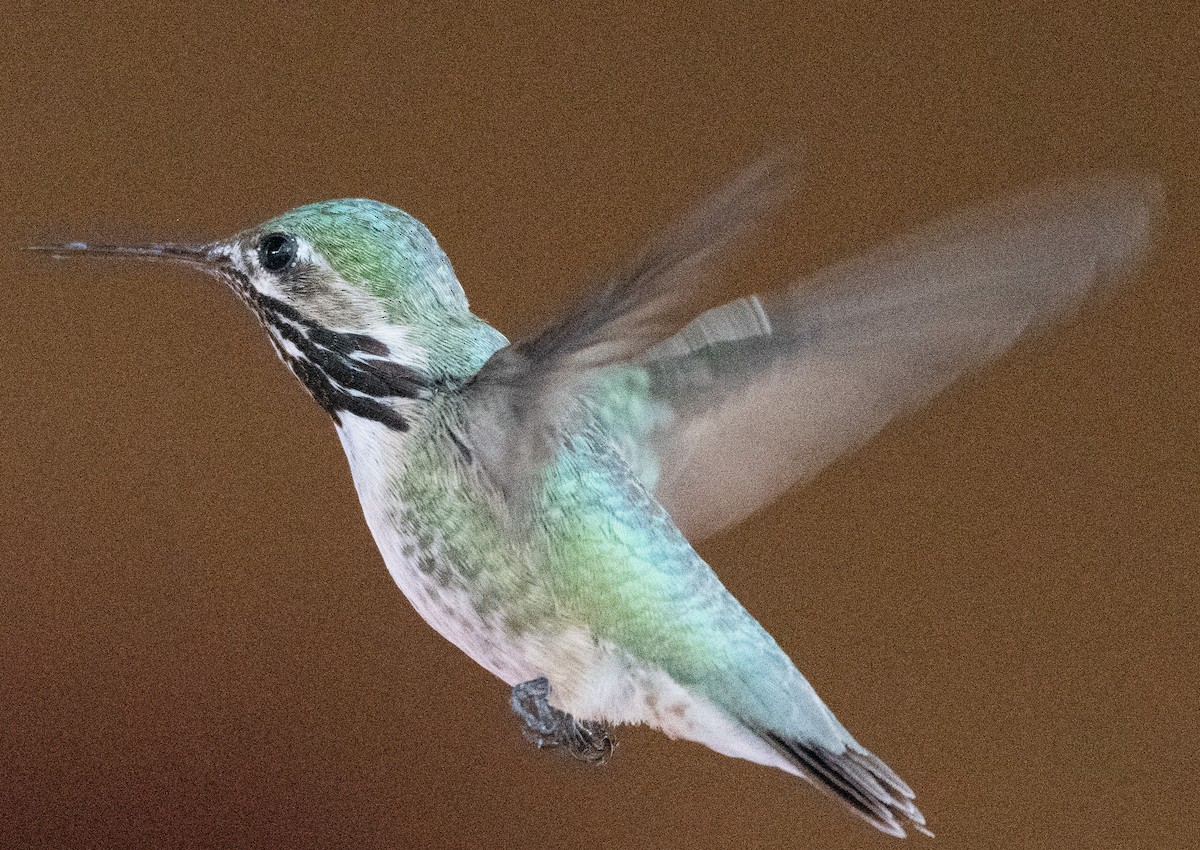 Calliope Hummingbird - ML638807784