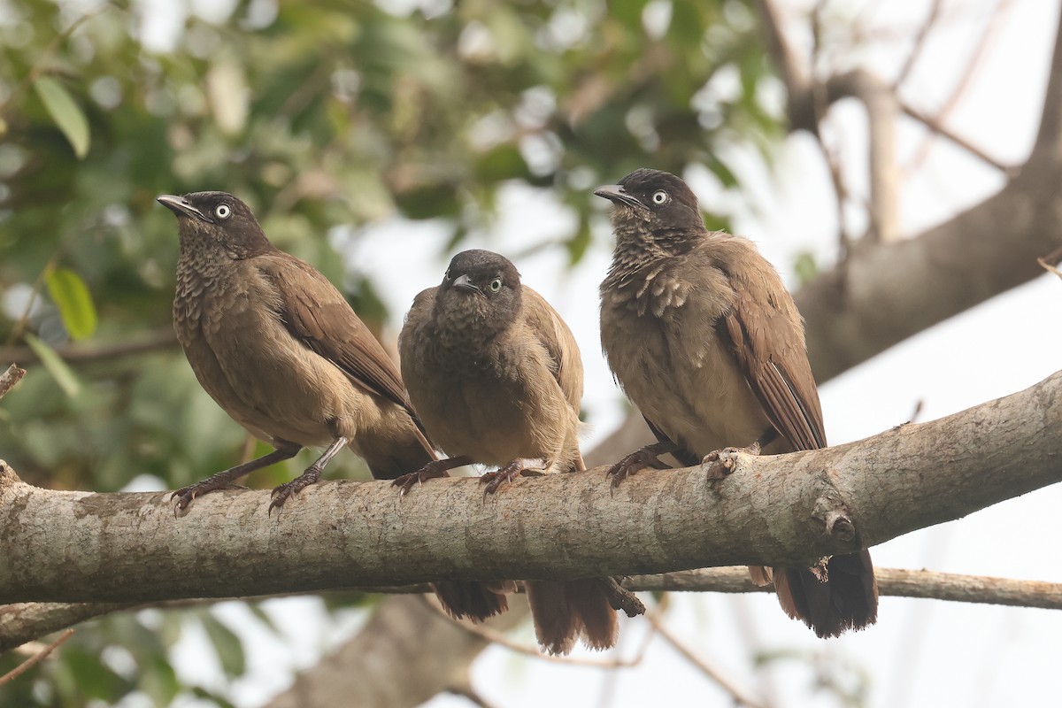 Blackcap Babbler - ML638807785