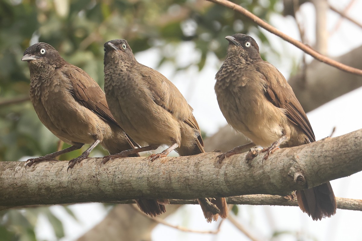 Blackcap Babbler - ML638807787