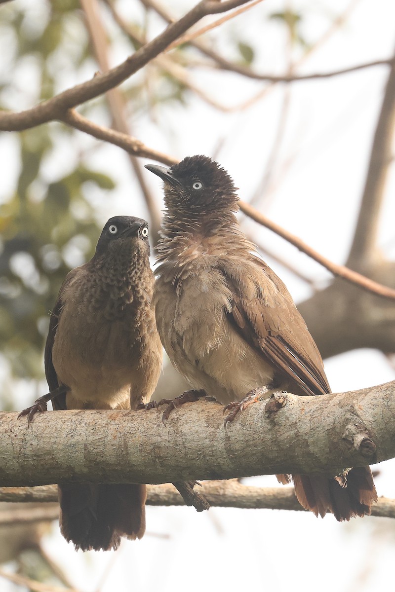 Blackcap Babbler - ML638807788