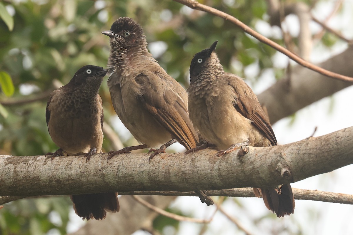Blackcap Babbler - ML638807789