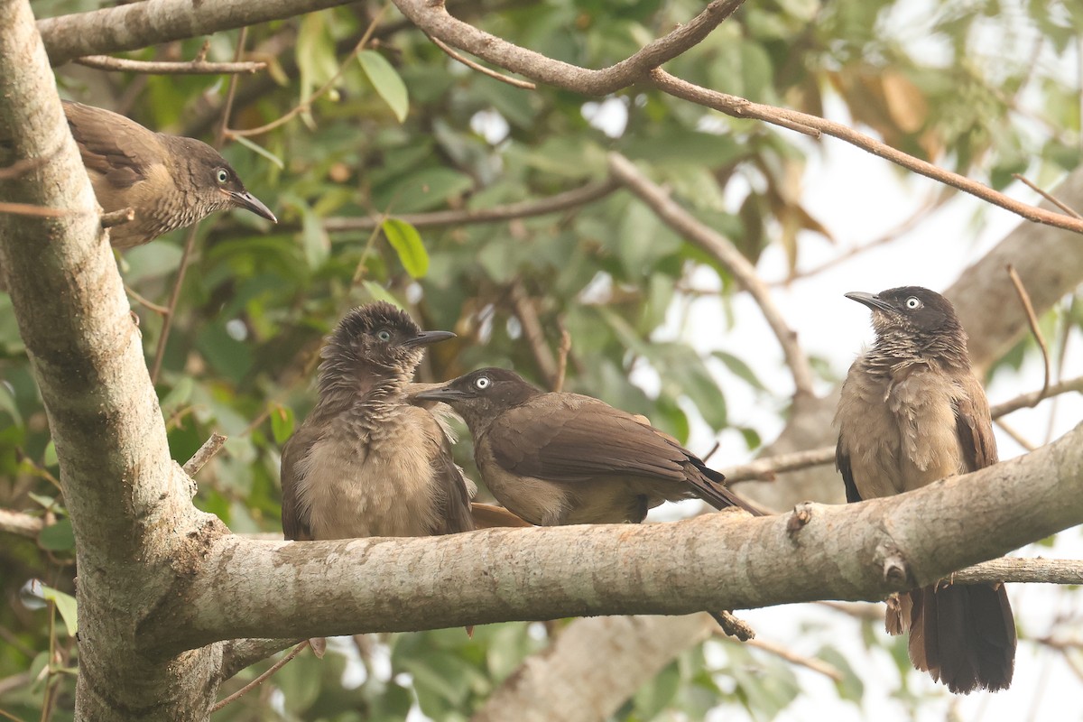 Blackcap Babbler - ML638807791