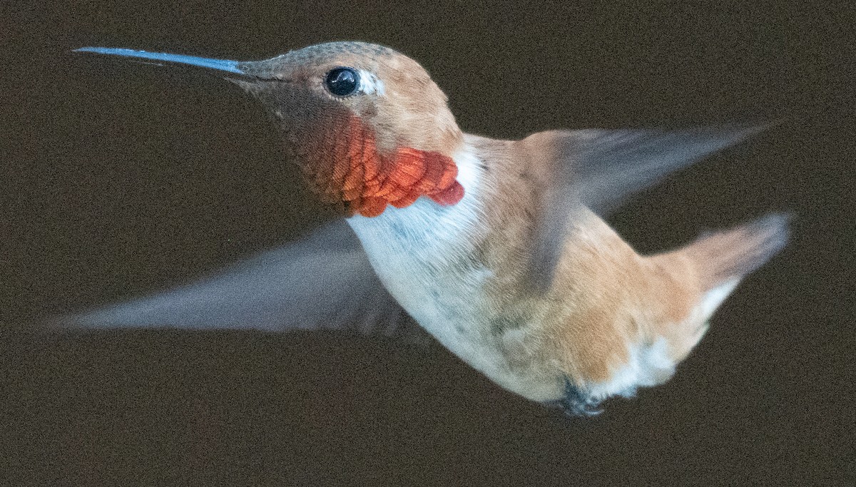 Rufous Hummingbird - ML638807824