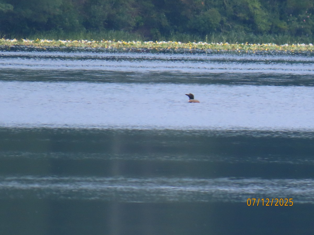 Common Loon - ML638807827