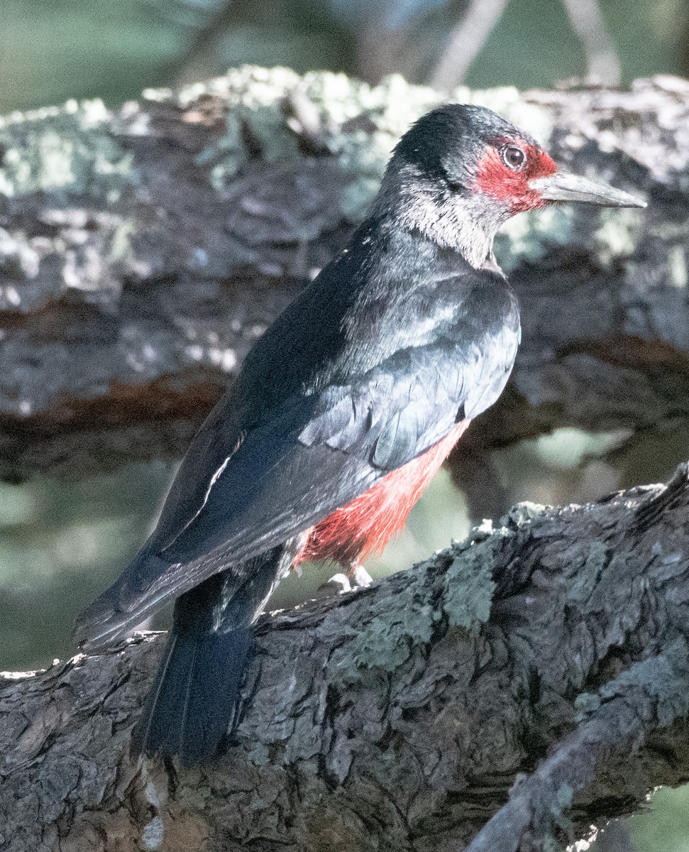 Lewis's Woodpecker - ML638807834