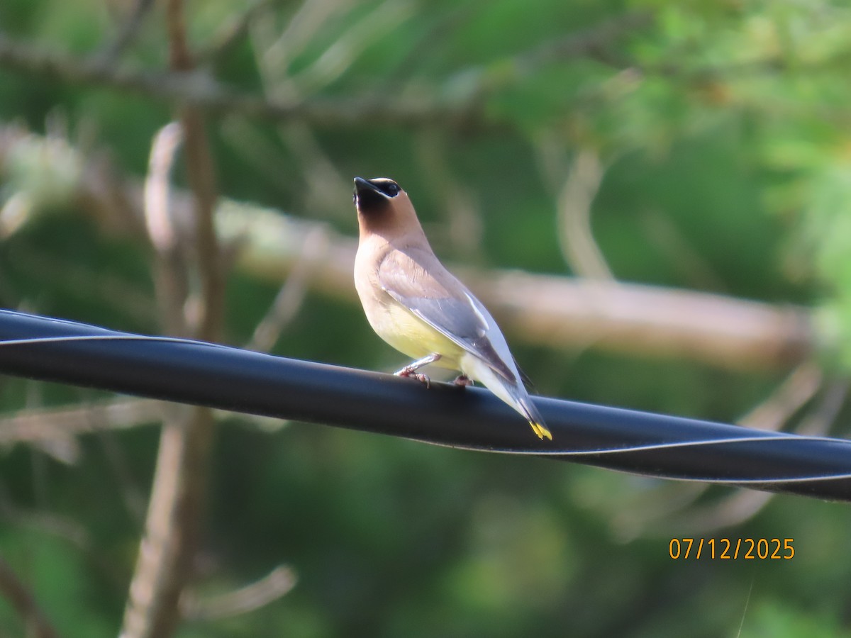 Cedar Waxwing - ML638807851