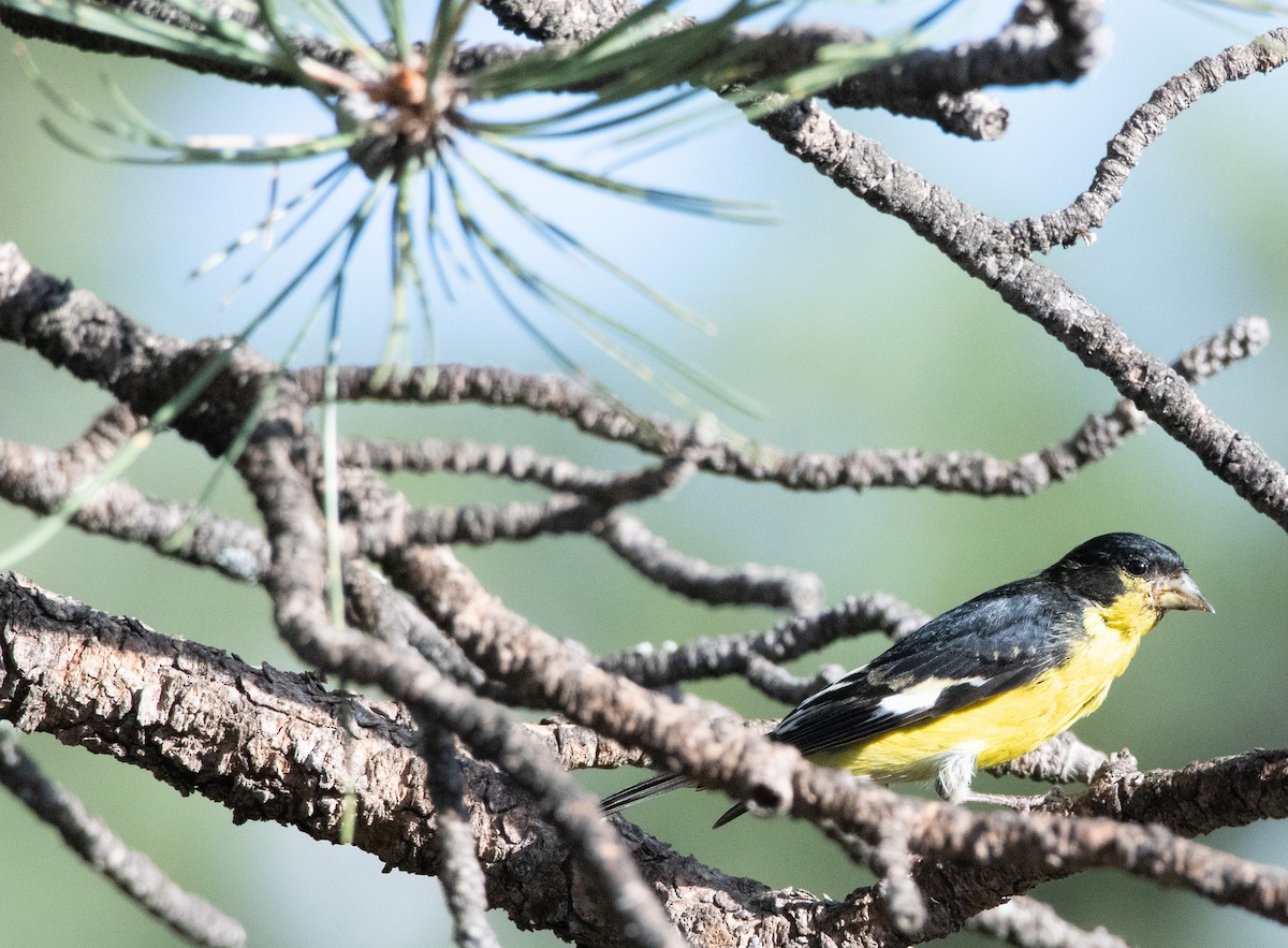Lesser Goldfinch - ML638807853