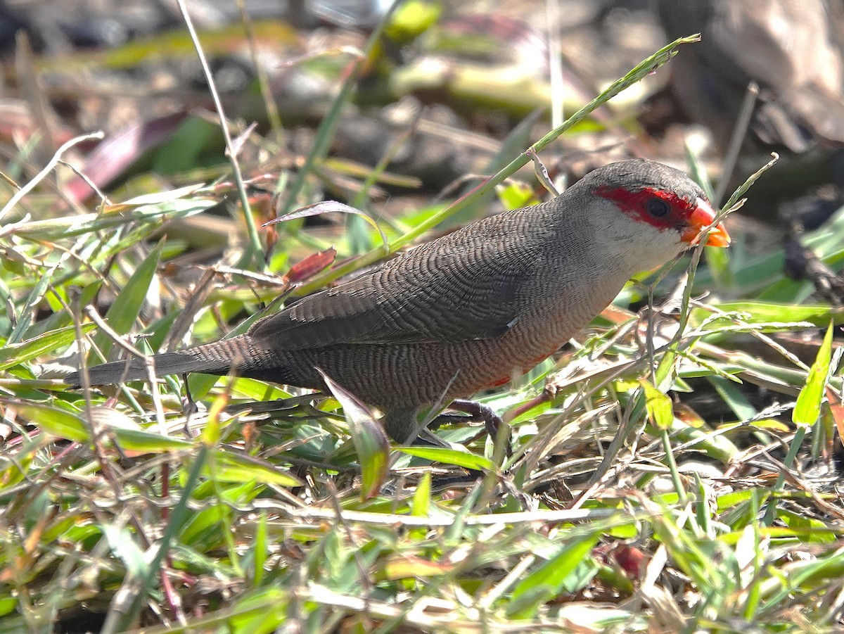 Common Waxbill - ML638807869