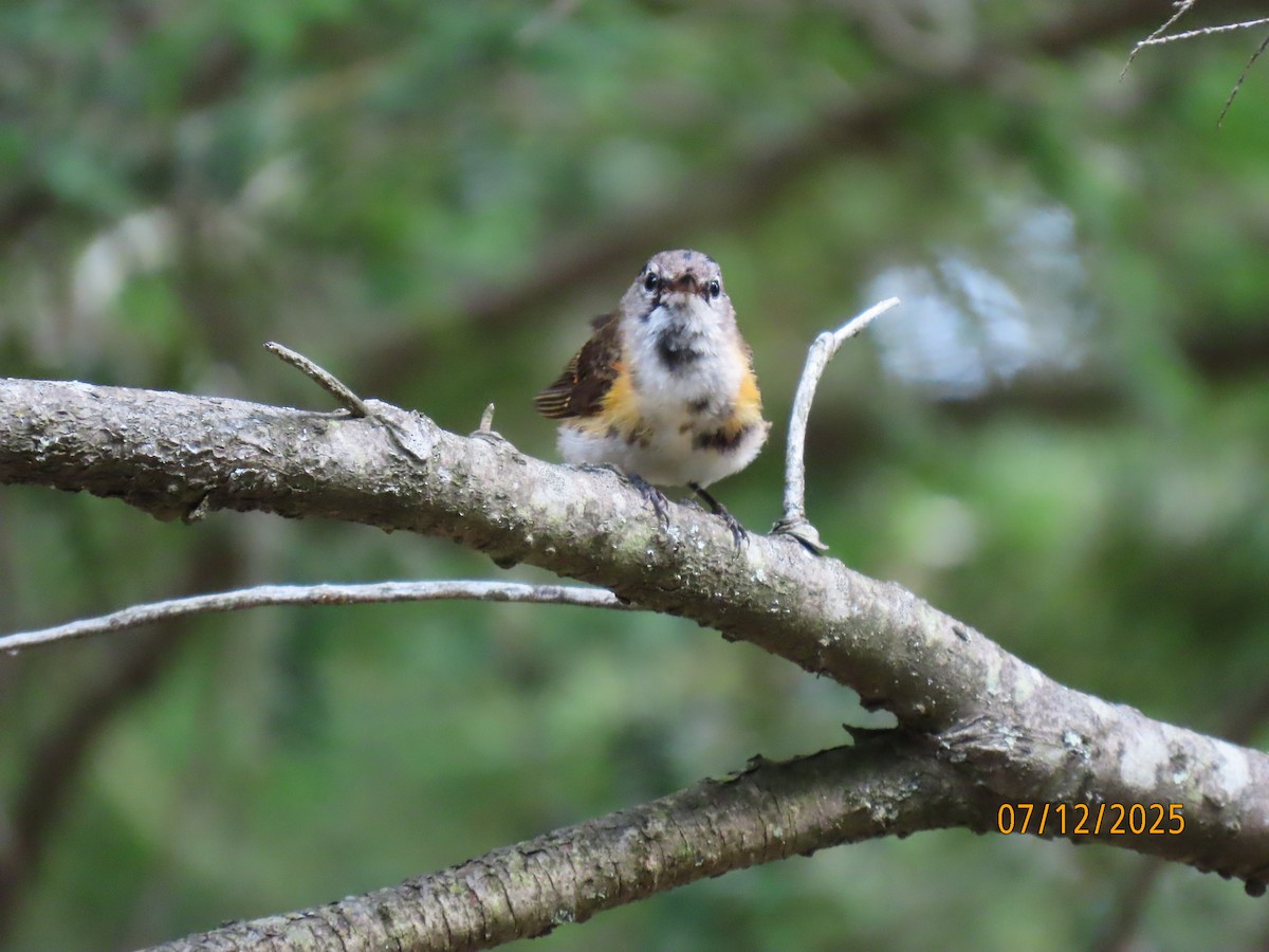 American Redstart - ML638807873