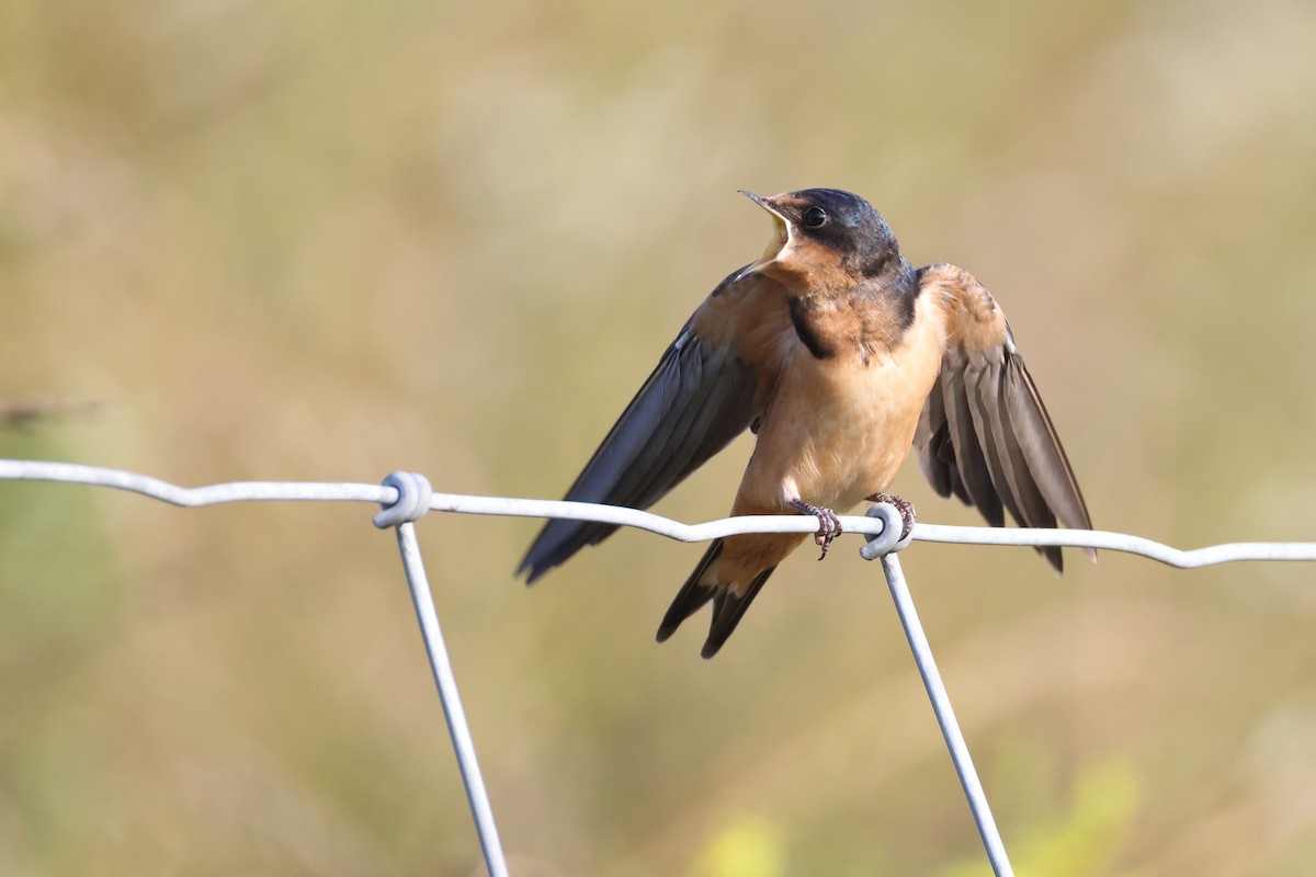 Barn Swallow - ML638807905