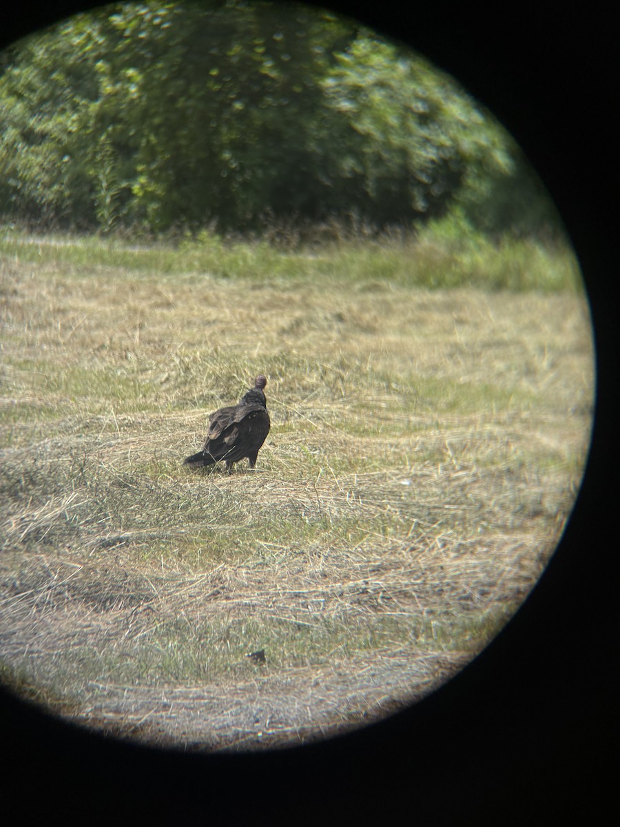 Turkey Vulture - ML638807912