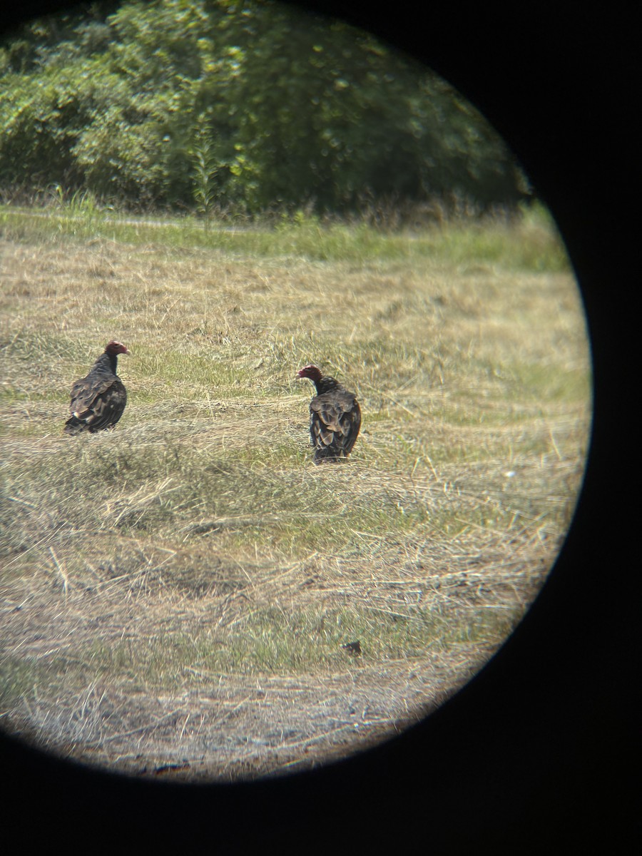 Turkey Vulture - ML638807914