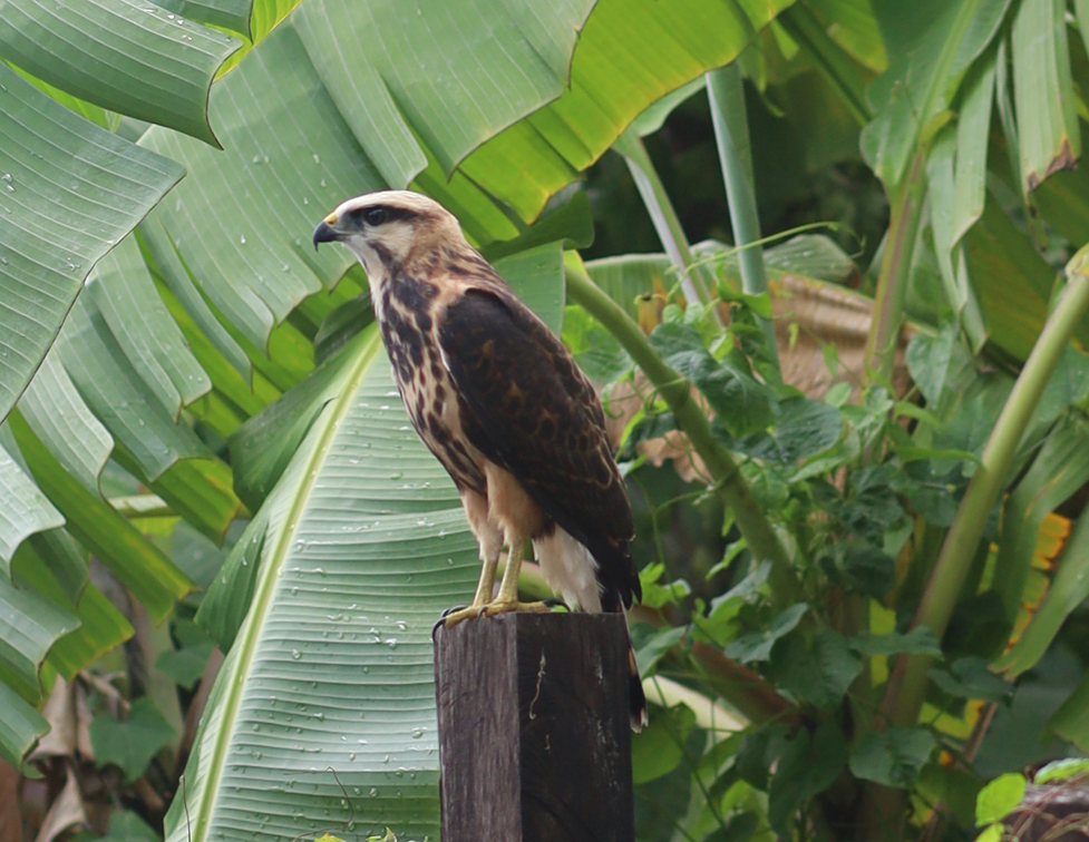 Gray-lined Hawk - ML638807927