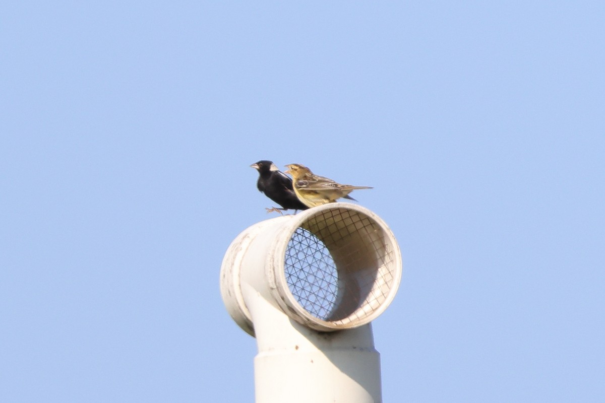 Bobolink - ML638807929