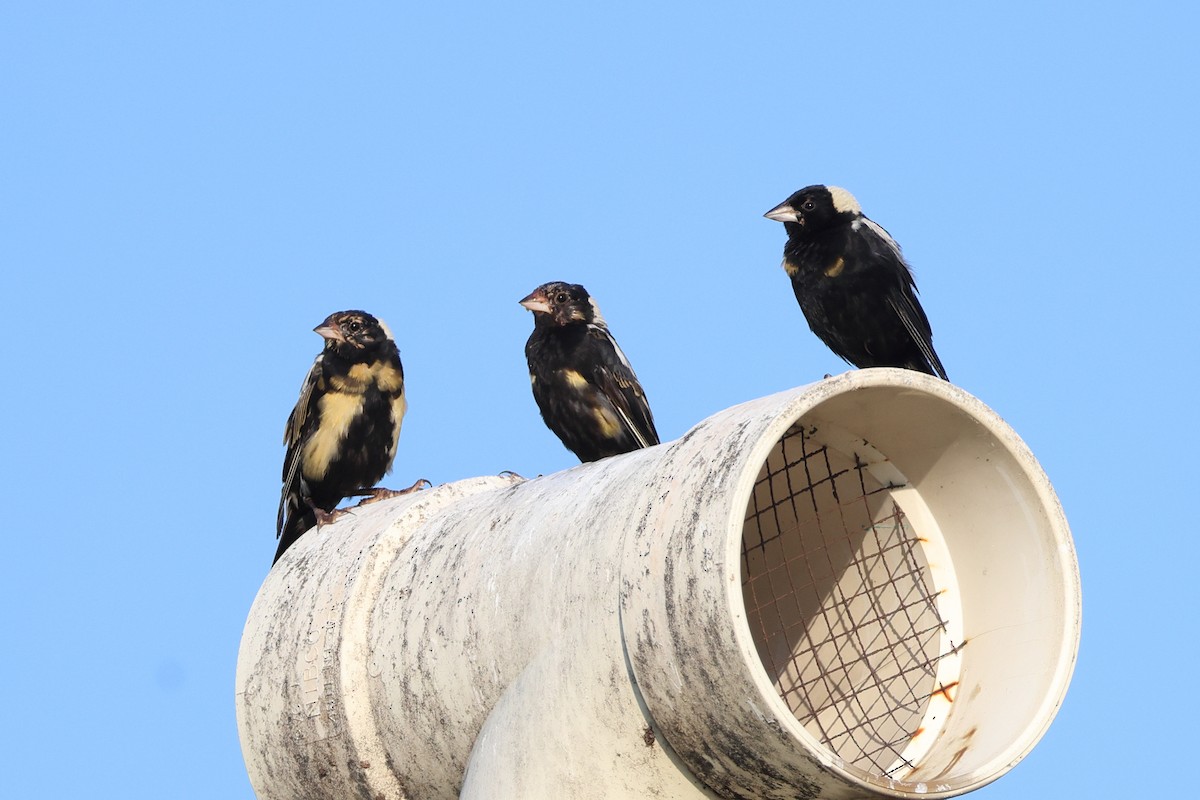 Bobolink - ML638807930