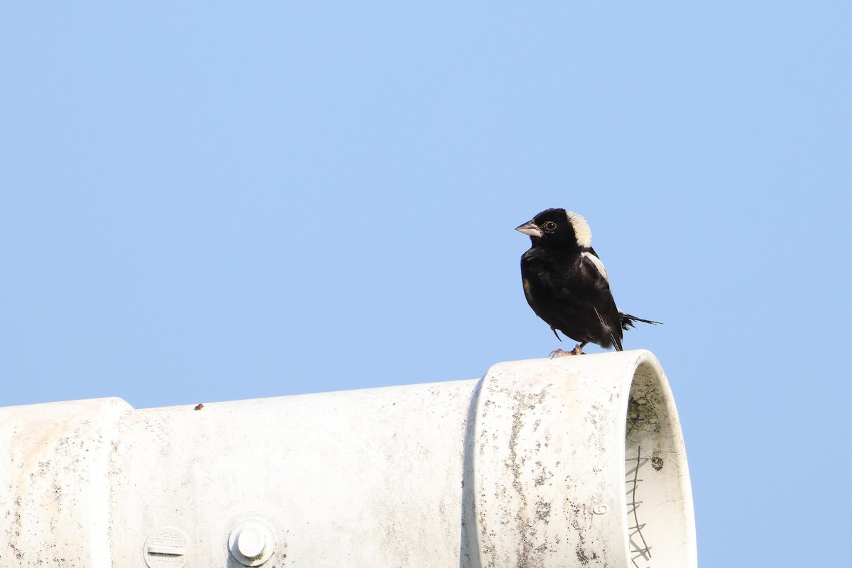 Bobolink - ML638807931