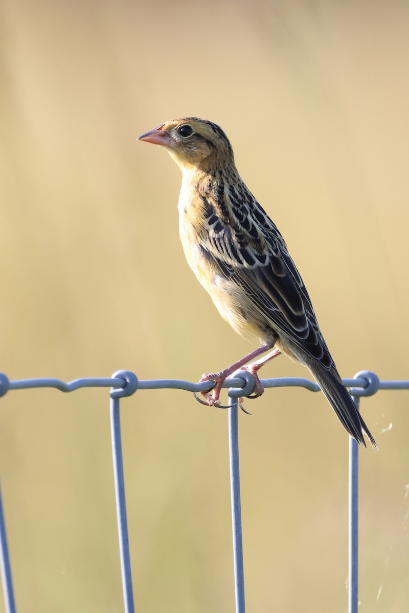 Bobolink - ML638807932