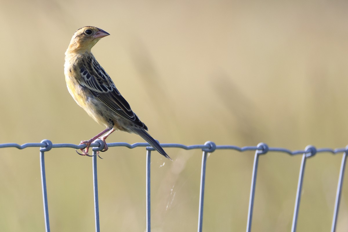 Bobolink - ML638807934
