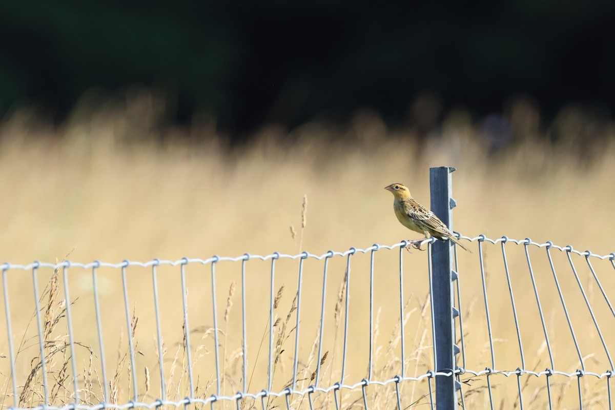 Bobolink - ML638807936