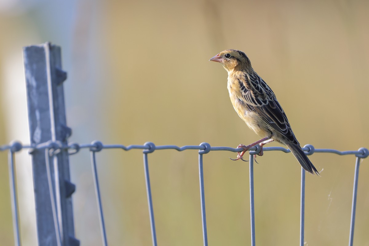Bobolink - ML638807937