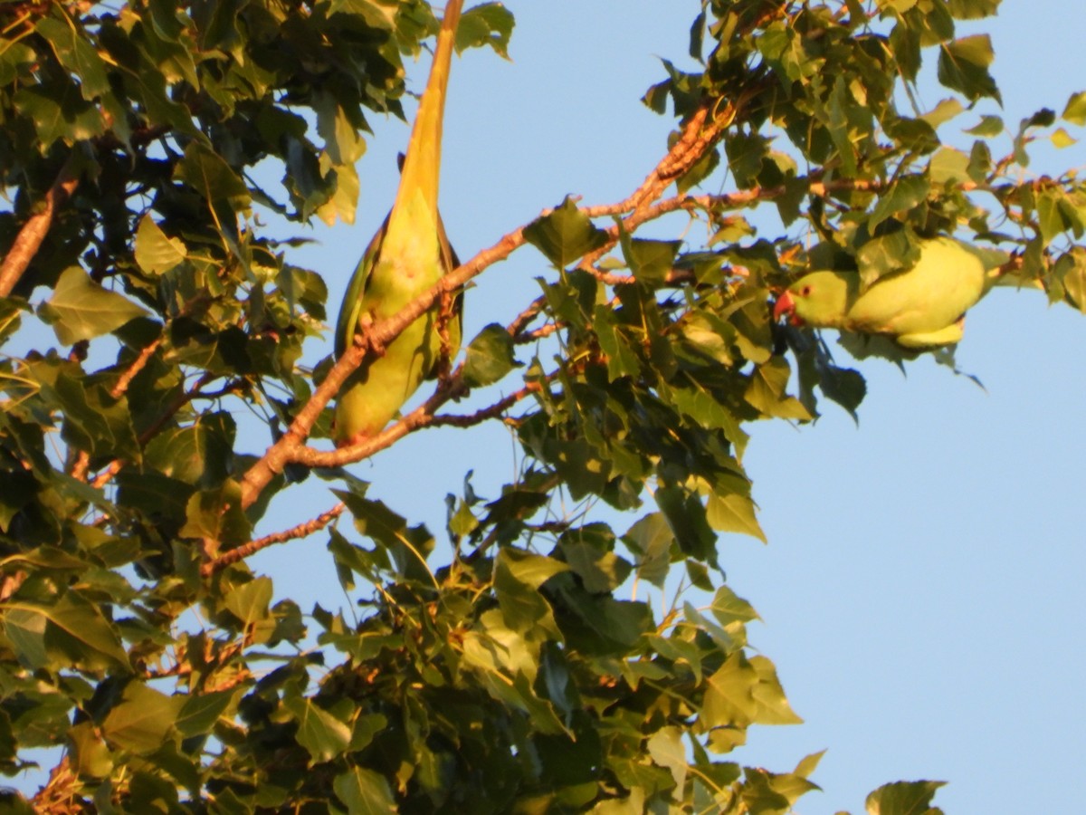 Rose-ringed Parakeet - ML638807939
