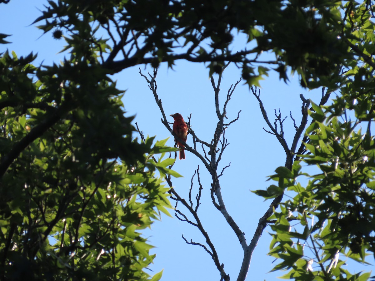 Summer Tanager - ML638807940