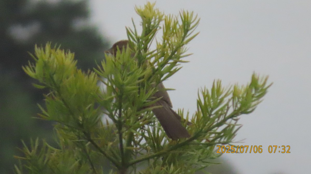 California Towhee - ML638807942