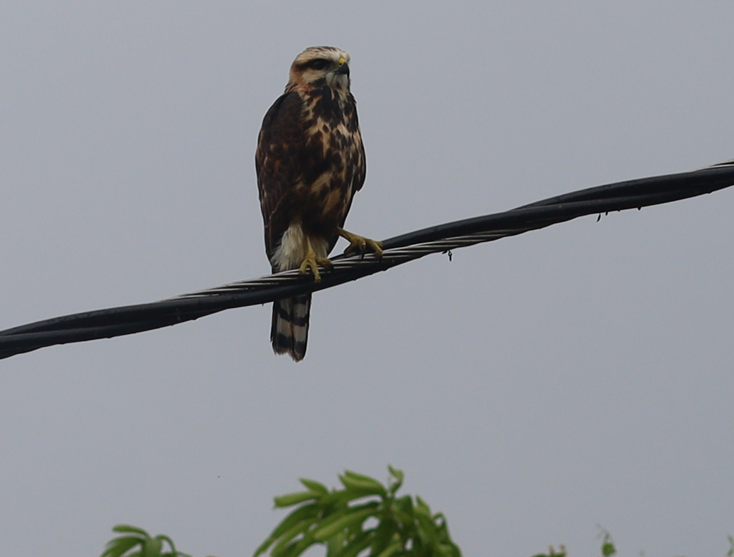 Gray-lined Hawk - ML638807944
