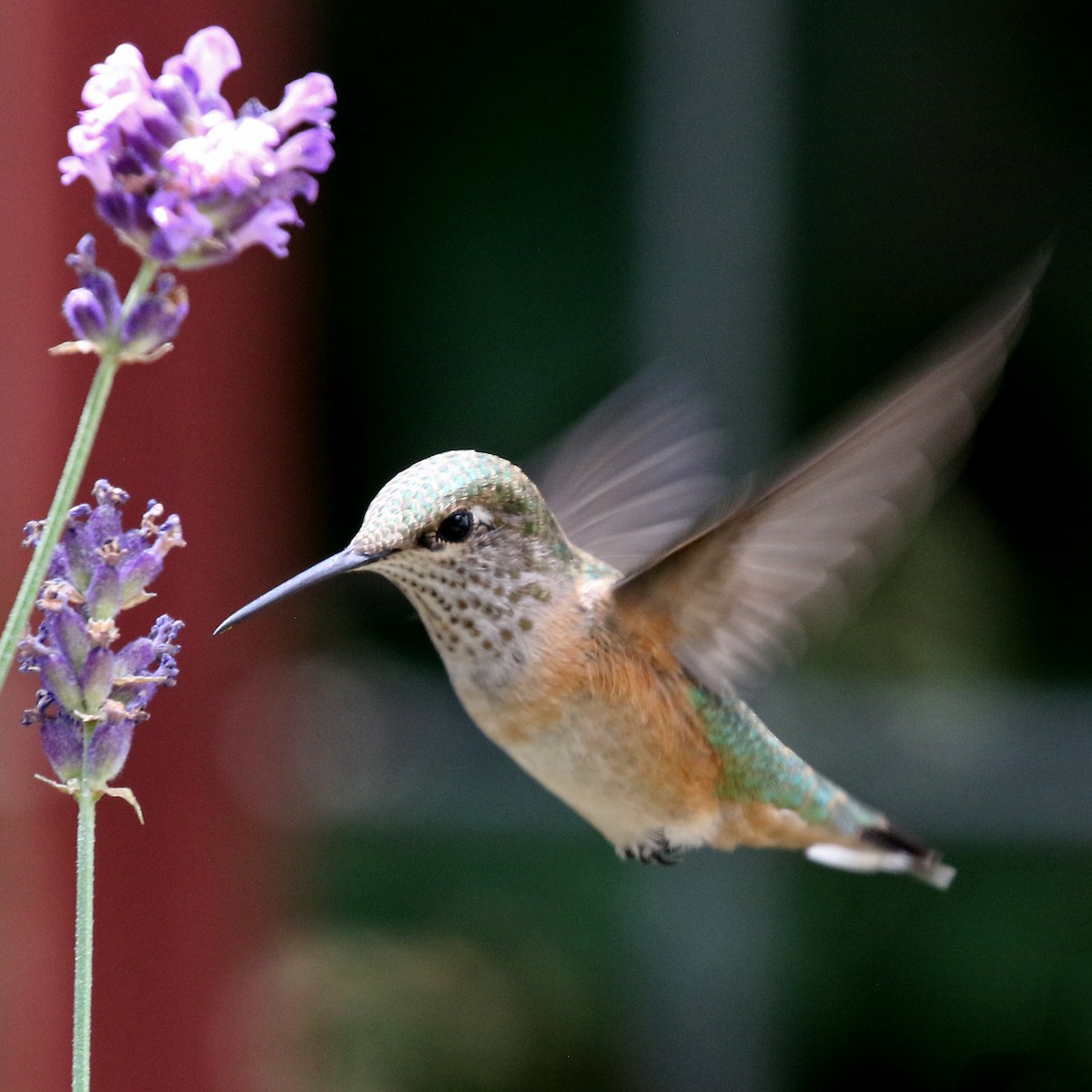 Calliope Hummingbird - ML638807947