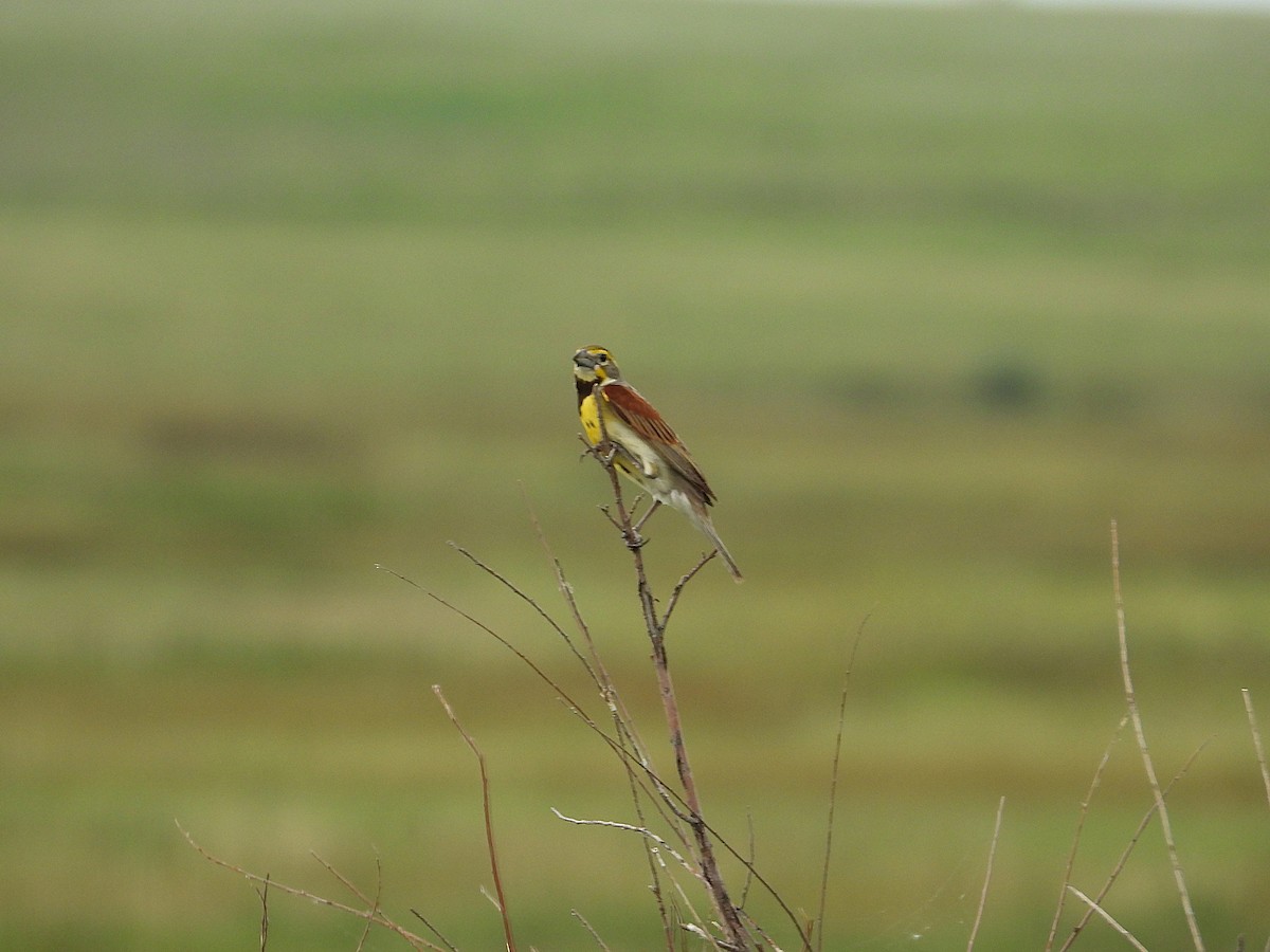 Dickcissel - ML638807950