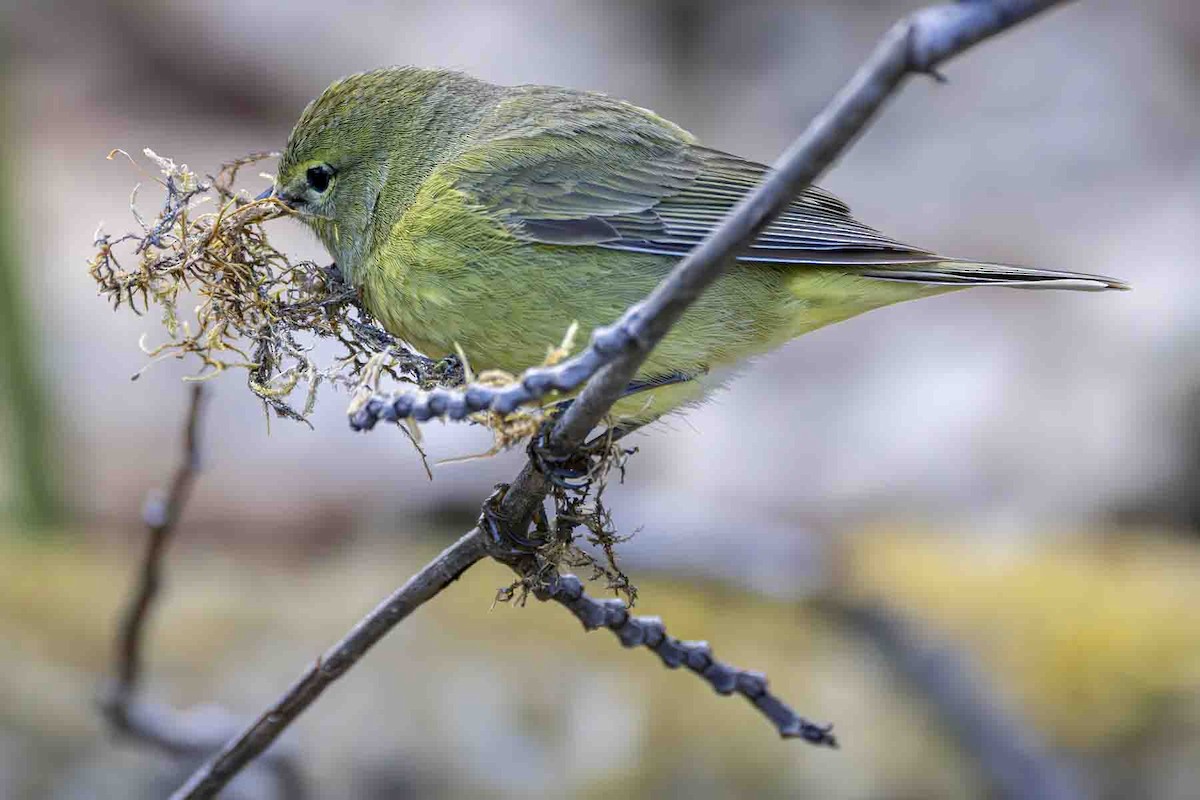 Orange-crowned Warbler (lutescens) - ML638807952