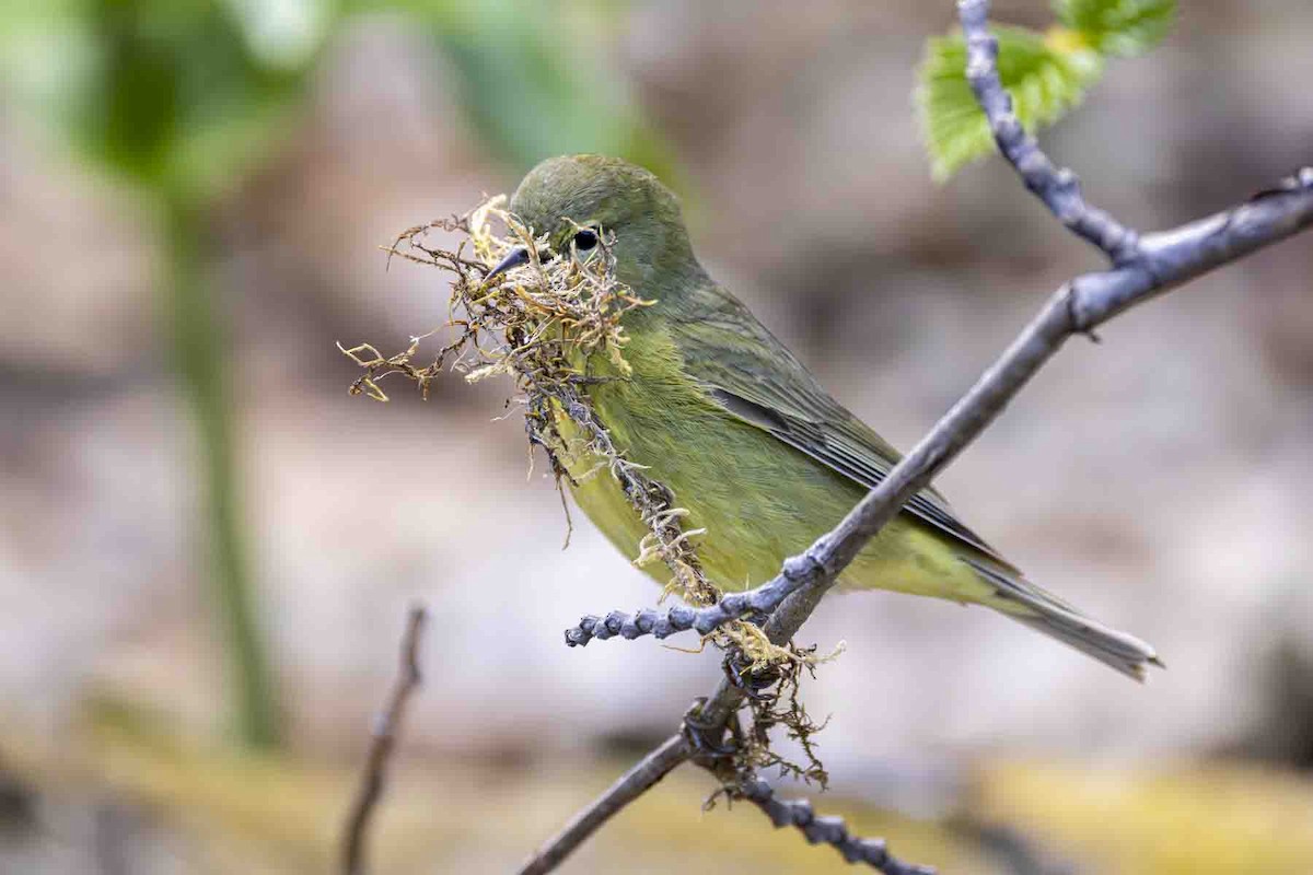 Orange-crowned Warbler (lutescens) - ML638807953
