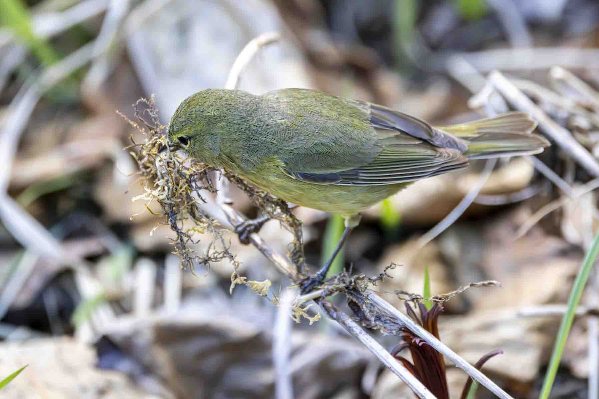Orange-crowned Warbler (lutescens) - ML638807955