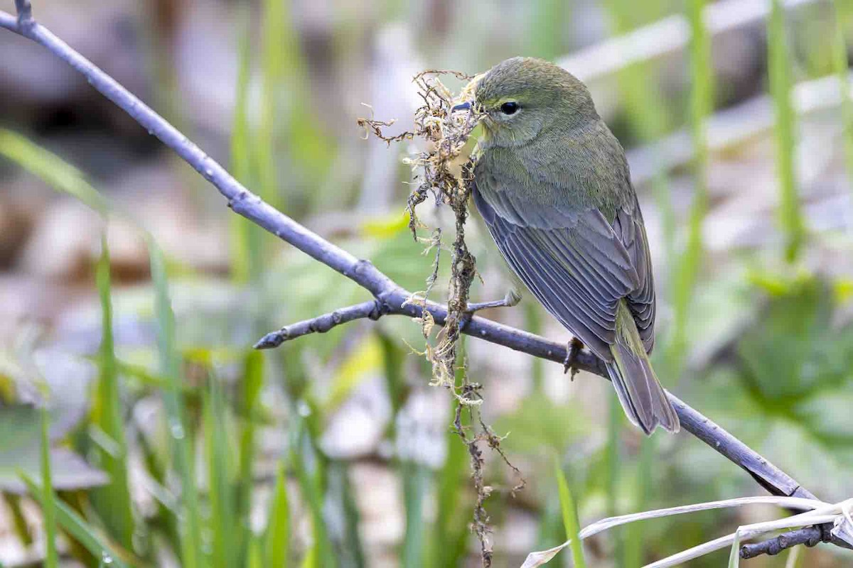 Orange-crowned Warbler (lutescens) - ML638807956