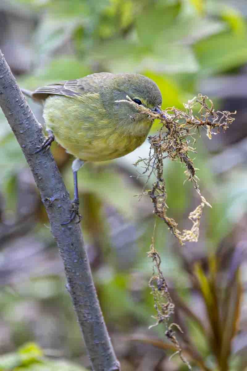 Orange-crowned Warbler (lutescens) - ML638807960