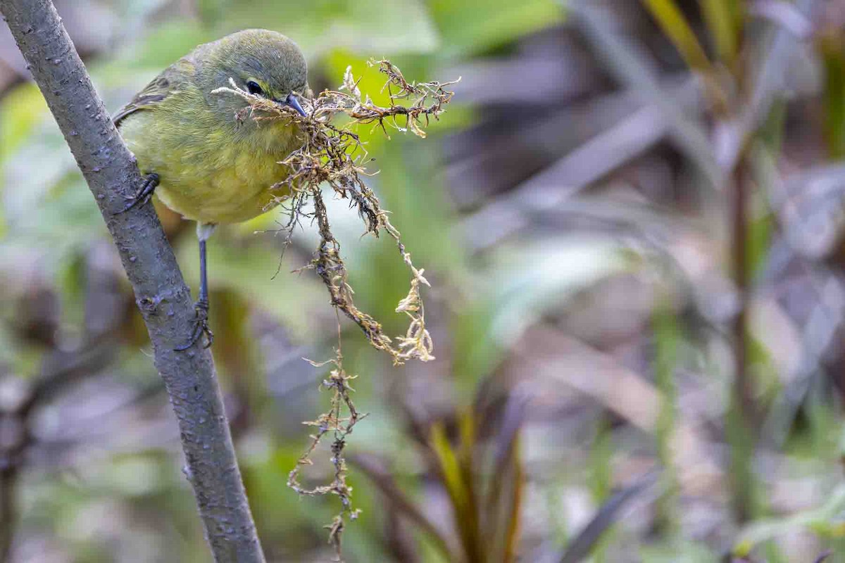 Orange-crowned Warbler (lutescens) - ML638807961