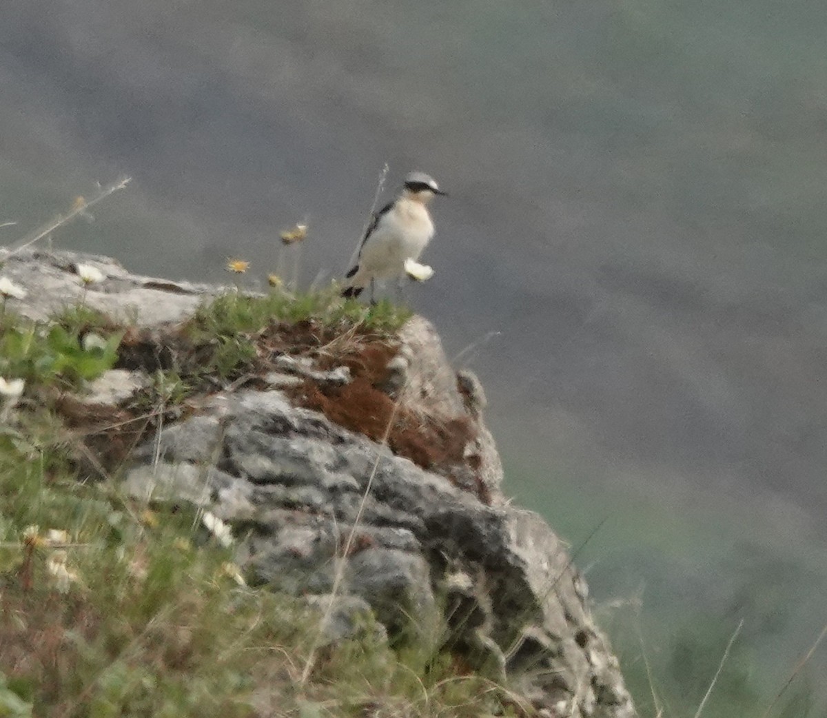 ハシグロヒタキ - ML638807976