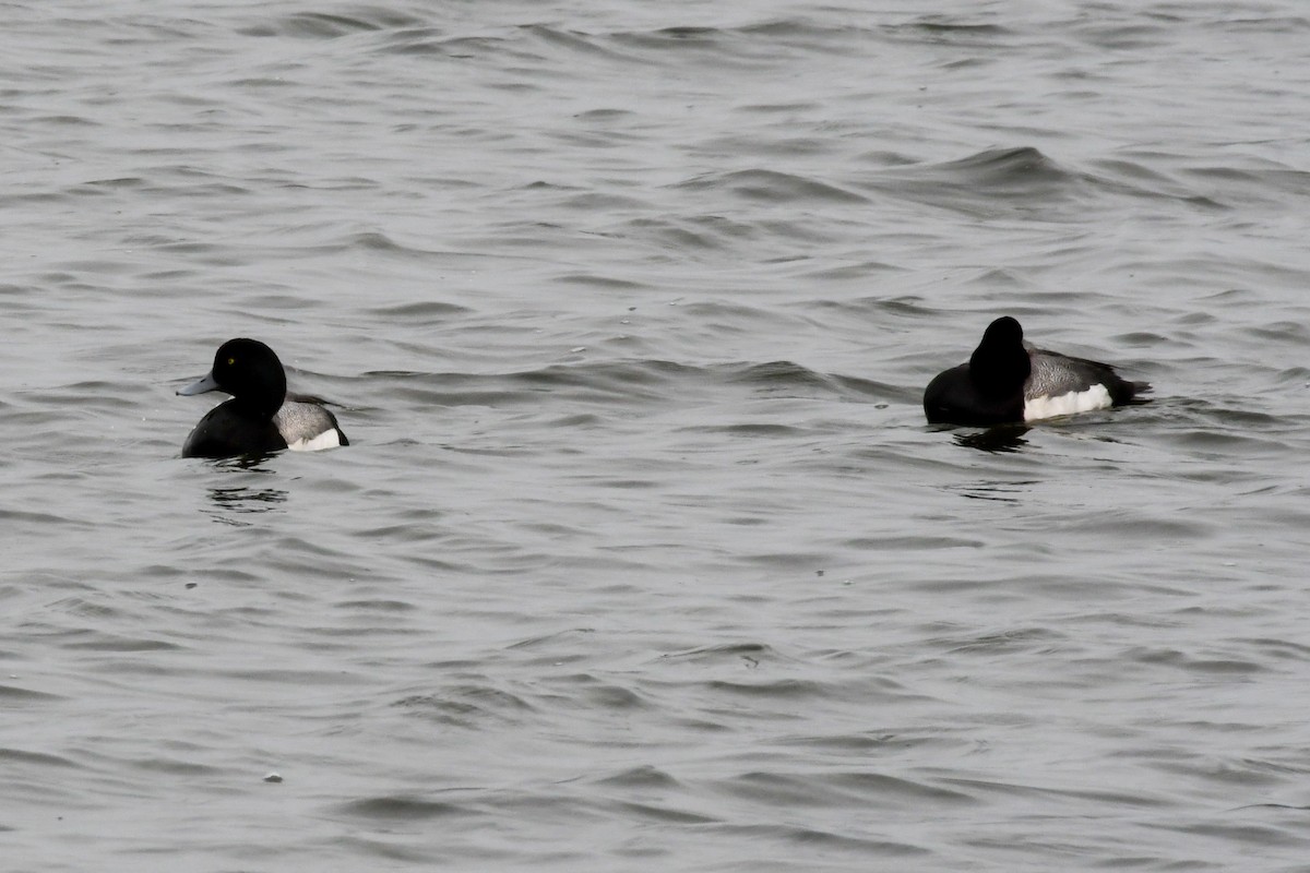 Greater Scaup - ML638807997