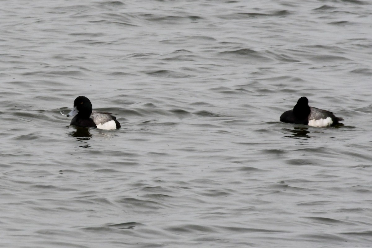 Greater Scaup - ML638807998