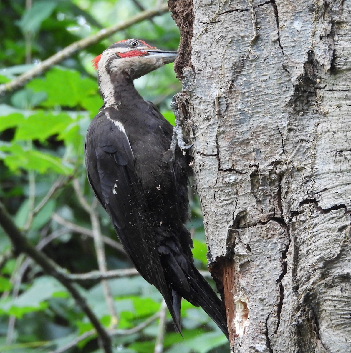 Pileated Woodpecker - ML638808000