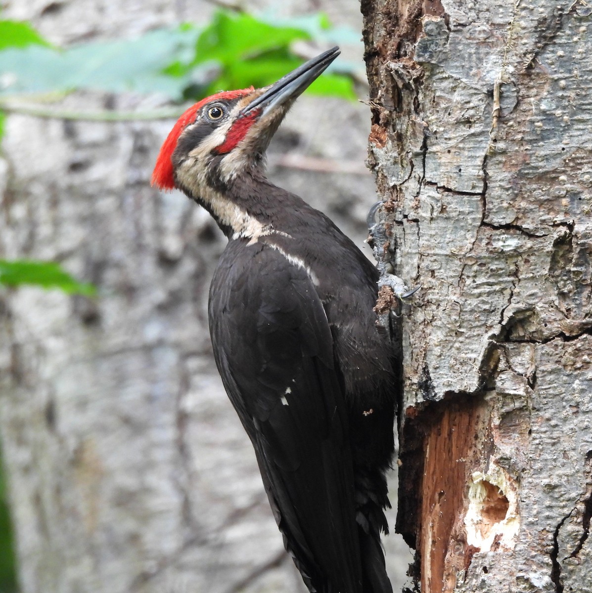 Pileated Woodpecker - ML638808001