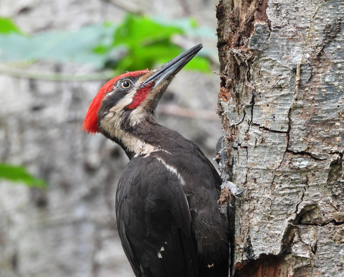 Pileated Woodpecker - ML638808003