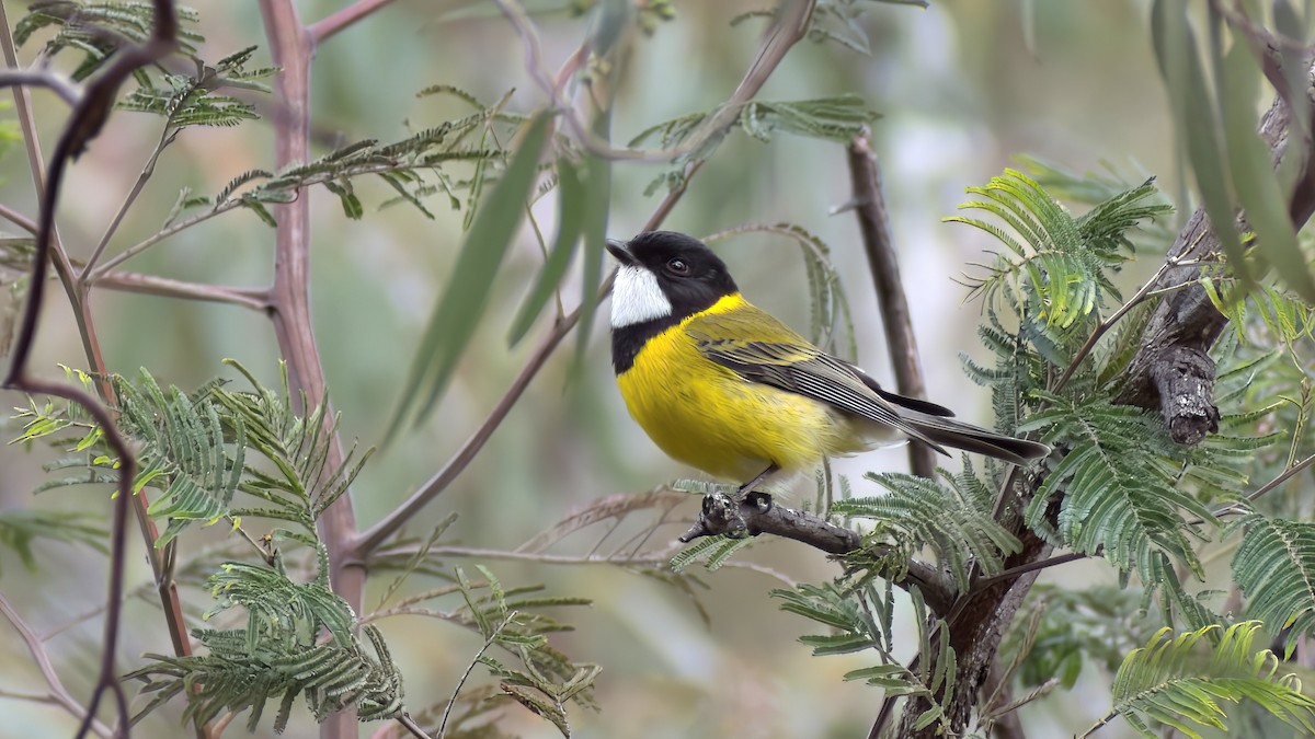 Golden Whistler (Eastern) - ML638808048