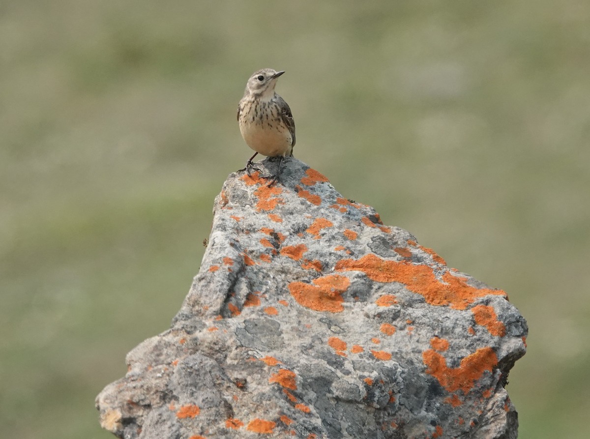 アメリカタヒバリ - ML638808063