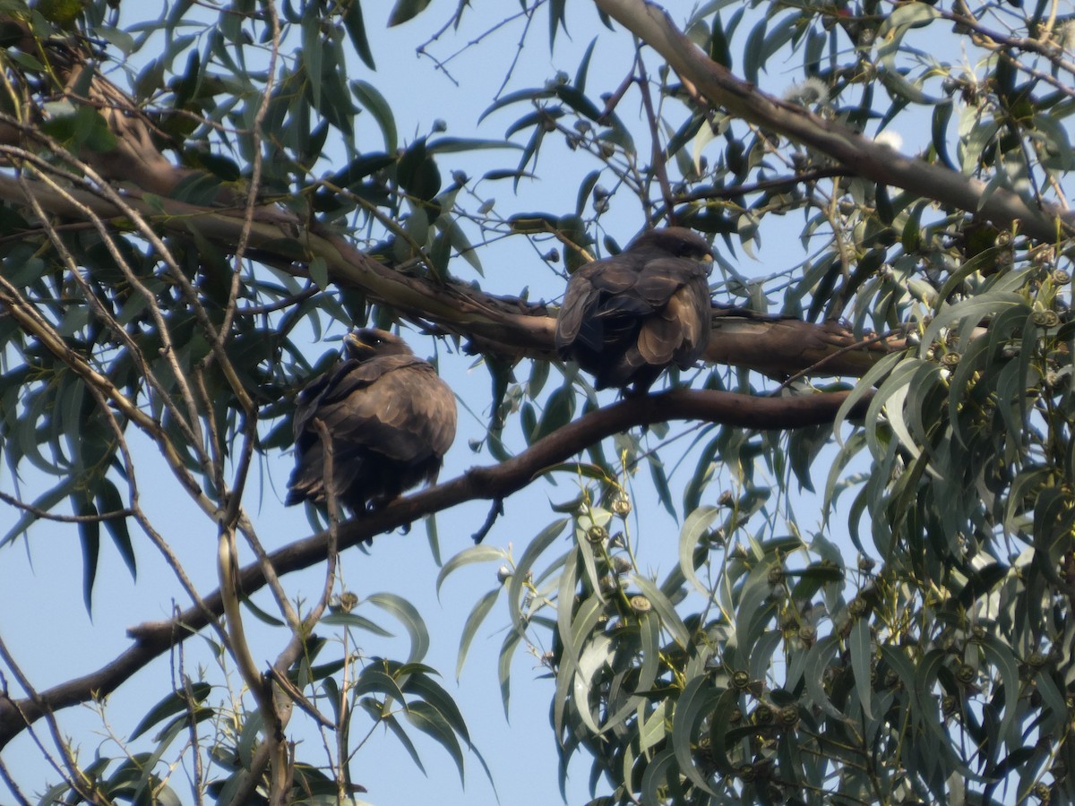 Wahlberg's Eagle - ML638808077