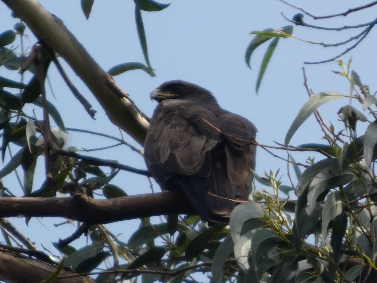 Wahlberg's Eagle - ML638808080