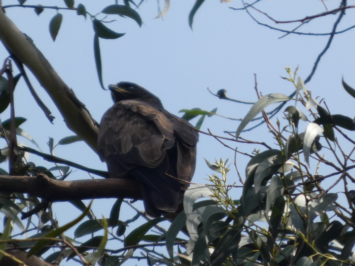 Wahlberg's Eagle - ML638808086