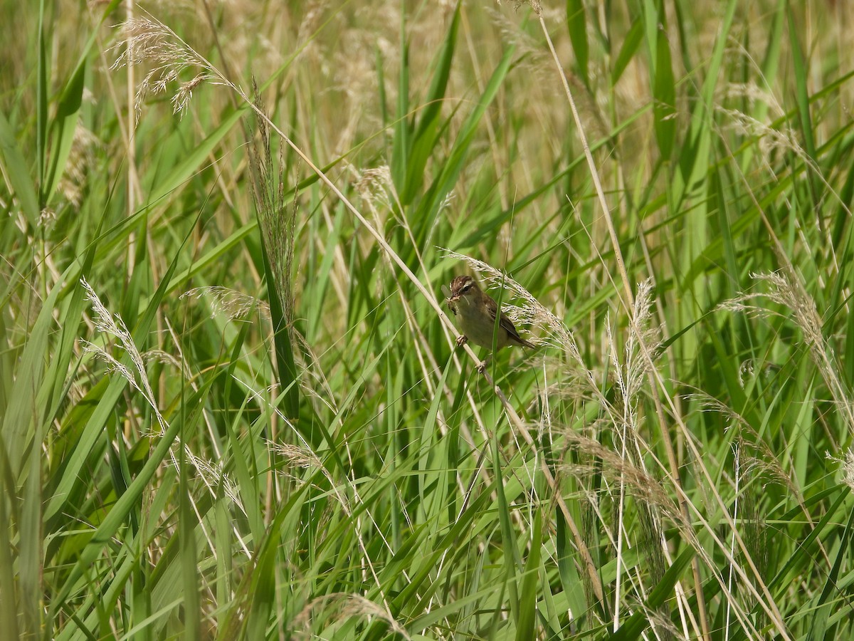 Schilfrohrsänger - ML638808095