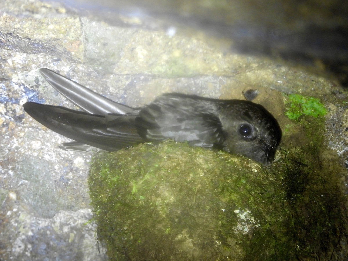 Chestnut-collared Swift - ML638808108